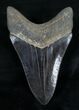 Gorgeous Black Serrated Megalodon Tooth #11775-2